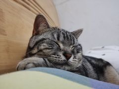 -宠福鑫康馨动物医院·骨科·眼科