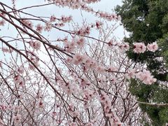 -桃花堤公园