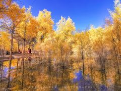 -金塔沙漠胡杨林景区