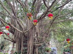 -海南热带野生动植物园