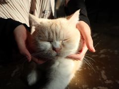 -猫猫幼稚园·撸猫·桌游·电玩