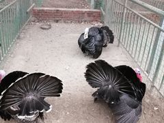 -华山御温泉度假村