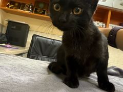 -动物缘宠物医院·骨科·猫科(西二环店)