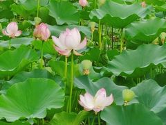 -满都海公园