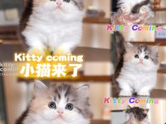 -小猫来了·猫舍(红山六九七九店)