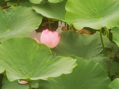 -天津东丽湖风景区