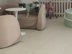 -怪兽屋·羊驼·猫咖·狗咖(俊华广场店)