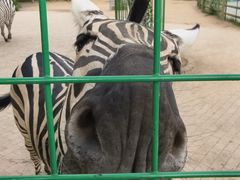 -苏州太湖西山岛开心农场