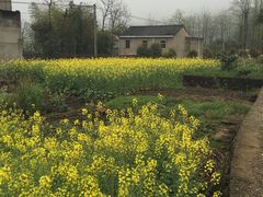-桑洲油菜花景区