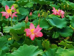 -天津东丽湖风景区