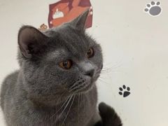 -我爱猫咪·猫咖·狗咖·安哥拉兔·羊驼咖(小寨华旗店)