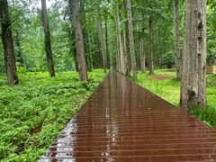 -黄海国家森林公园