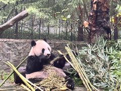 -都江堰中华大熊猫苑