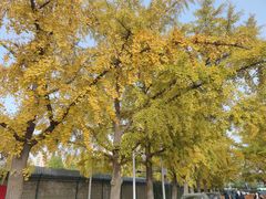 -三里屯东五街银杏大道