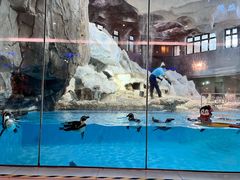 -帝企鹅自助餐厅•儿童岛•真企鹅(长隆企鹅酒店)