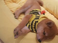 -逗柴咖啡屋·狗咖猫咖宠物桌游