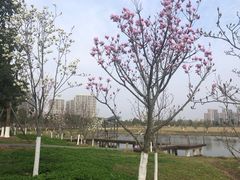 -洋湖国家湿地公园