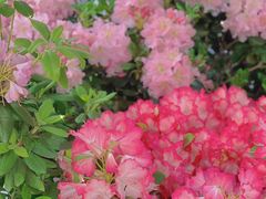 -深圳仙湖植物园