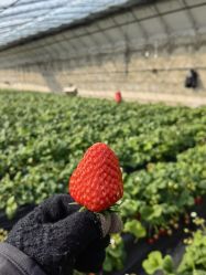 -蓝呗呗蓝莓草莓采摘园(通州区马驹桥店)