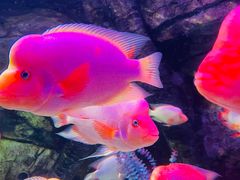 -泉城欧乐堡海洋极地世界