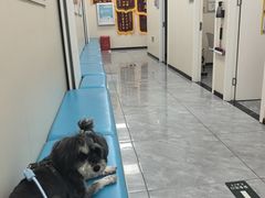 -美联众合爱康动物医院•复杂内科•肿瘤科•牙科•腔镜诊疗中心