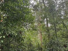 -西双版纳原始森林公园