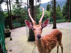 -武陵山森林公园