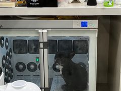 -当汪遇见喵宠物店