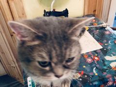 -猫色咖啡·猫咖