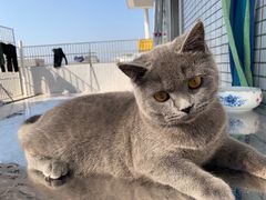 -lincat·猫舍(广州店)
