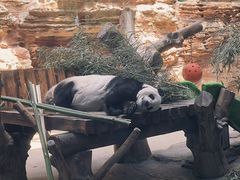 -石家庄市动物园