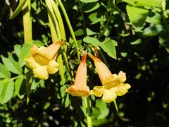 -墨尔本皇家植物园