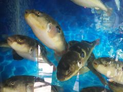 -肆月河豚·新淮扬(金融街店)