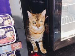 -more than meow吴止猫主题餐厅(承德 中船汇店)