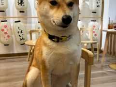 -柴迷FANS CLUB·柴犬狗咖·猫咖