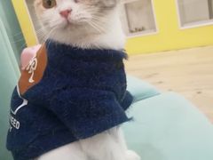 -Bastet sally猫舍购宠(静安店)