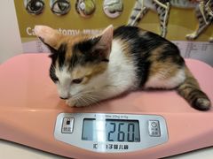 -御宝贝·A梦猫科宠物医院(国际猫友好医院)