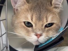 -宠颐生宠物医院·异宠猫科内科·诊疗中心宠巢店