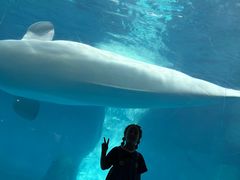 -海合安武汉极地海洋公园