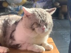 -more than meow吴止猫主题餐厅(承德 中船汇店)