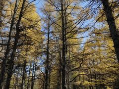 -塞罕坝国家级自然保护区