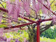 -嘉定紫藤园