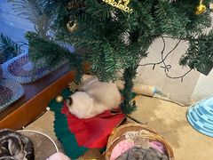 -猫友咖啡店(玉林西路店)