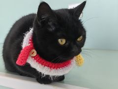 -怪兽屋·羊驼·猫咖·狗咖(俊华广场店)