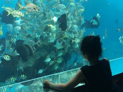 -瑞德姆美人鱼海底演艺主题餐厅(亚龙湾店)