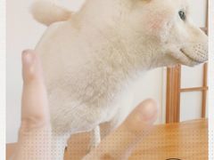 -豆柴町-柴犬主题狗咖(红鼎国际C座店)