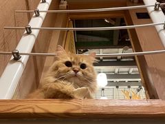 -MOCHA明星猫咖(田子坊店)