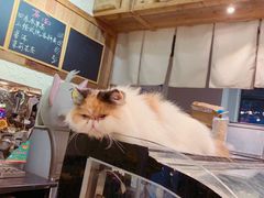 -吉丁鸟咖·异宠·寄养