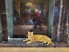 -more than meow吴止猫主题餐厅(承德 中船汇店)