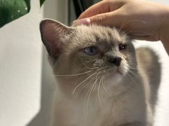 -琪喵猫屋·撸猫猫咖·猫舍